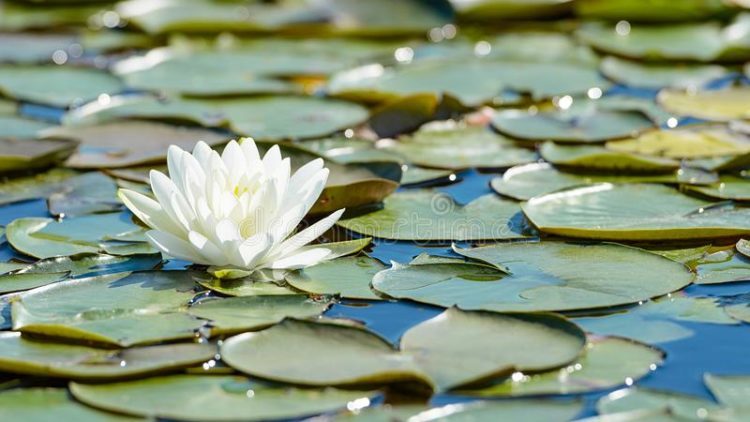 White lotus floating in a pond