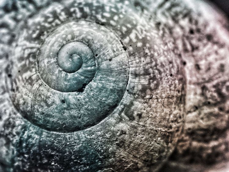 Close-up of the spirals in a seashell