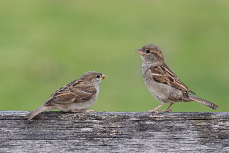 Sparrows on a branch