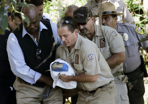 Reggie the alligators being carried to the reptile exhibit at the Los Angeles Zoo