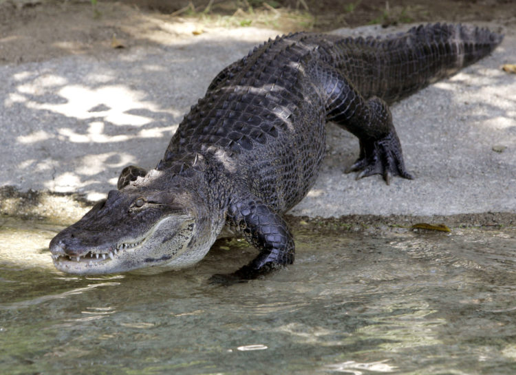 Reggie, the celebrity alligators at the Los Angeles Zoo