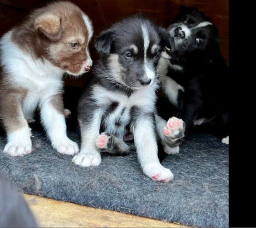 2022 litter of sled dog puppies at Denali National Park