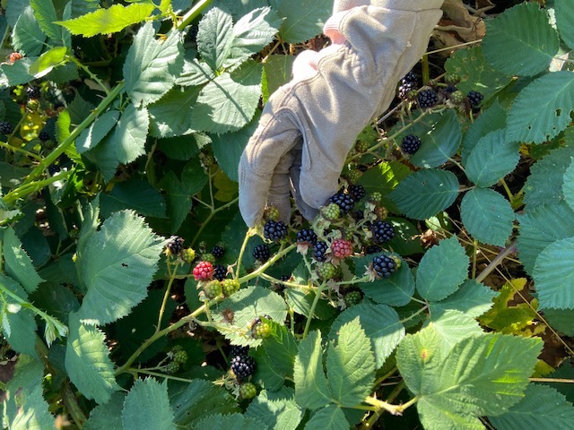 Blackberries being picked