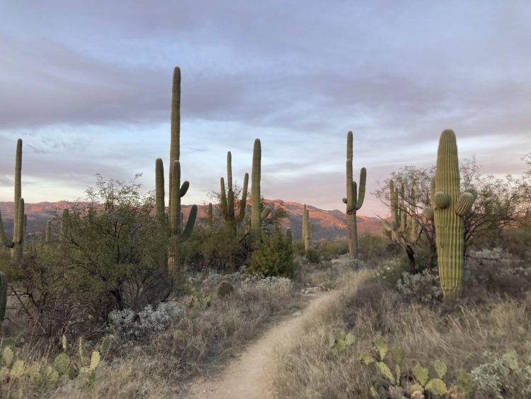 Photo of a trail through Saguaro National Park outside Tucson, Arizona