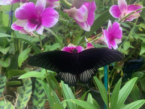 Black-winged butterfly at the Tucson Botanical Gardens