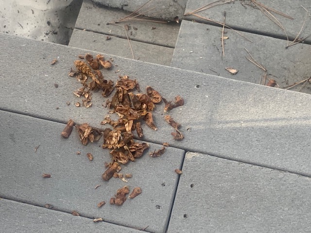 Photo of shredded pinecones on a porch