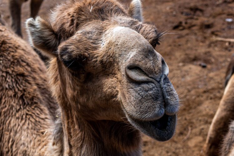 Close-up photograph of a camel's face