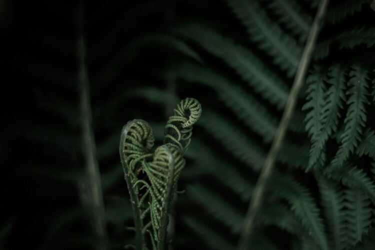 Three ferns unfurling in a forest