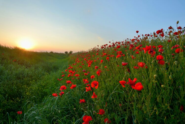 Photo of red poppies in a field