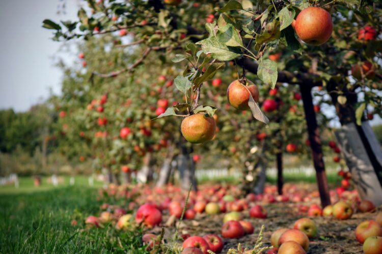 Photo of an apple orchard with apples on the trees and ground
